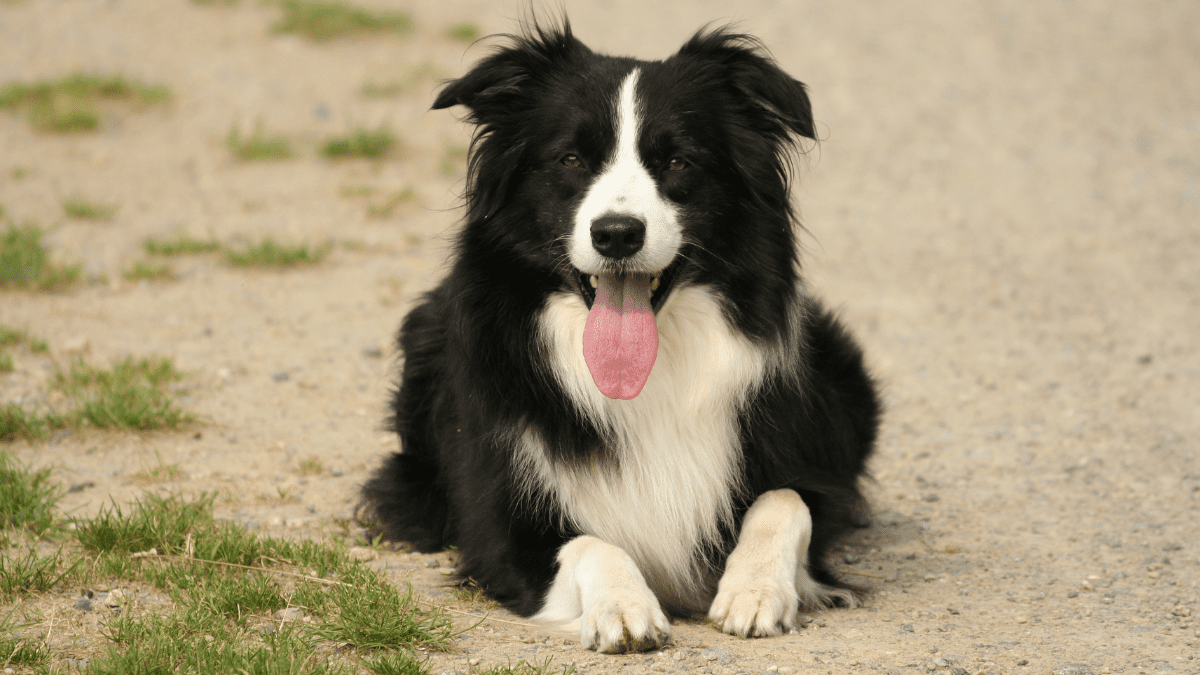 Border Collie