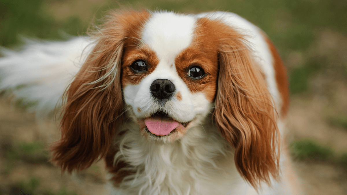 Cavalier King Charles Spaniel