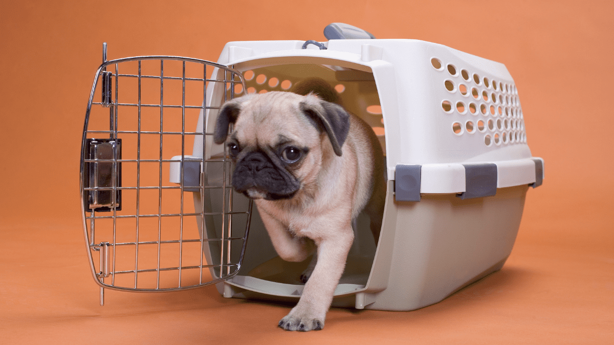 Dog in a crate