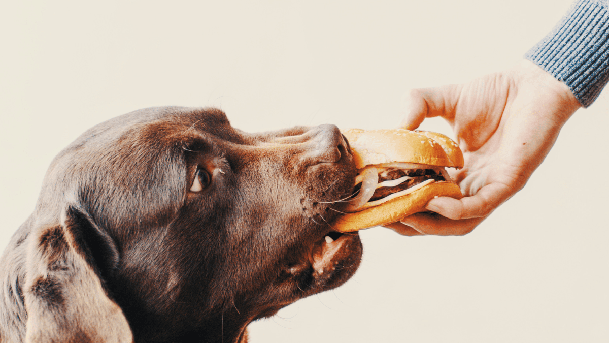 Feeding dogs human food SimonSkafar from Getty Images Signature