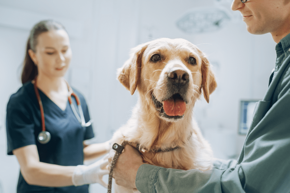 Find a Reliable Vet