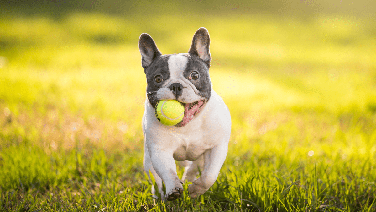 French Bulldog
