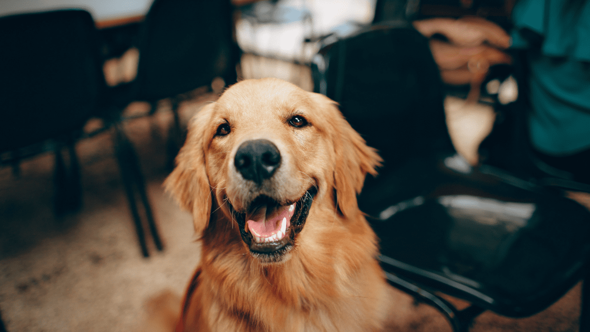 Golden Retriever
