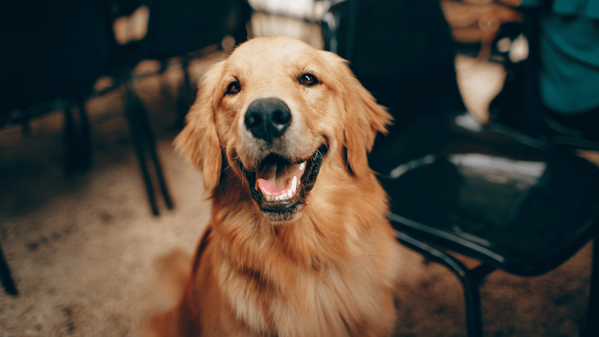 Golden retriever as a service dog