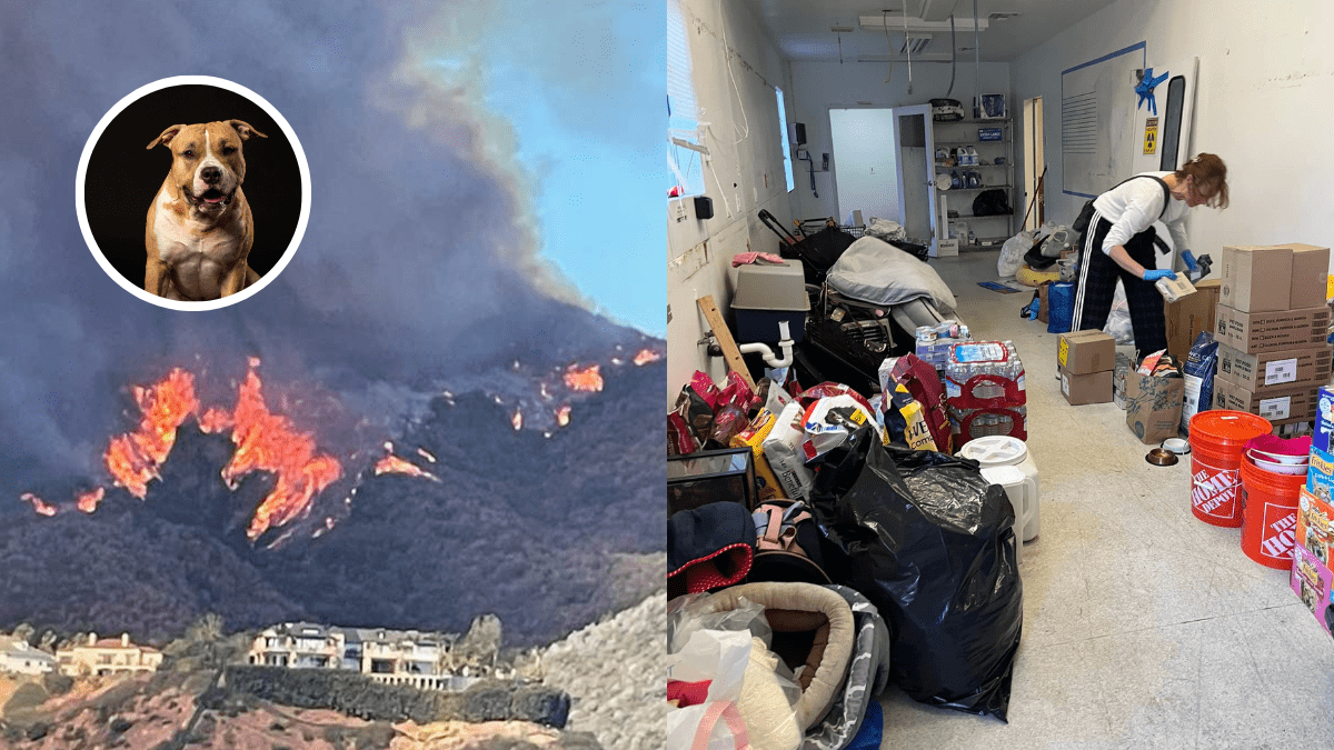 Heroic Vet Rescues 41 Animals During Palisades Fire