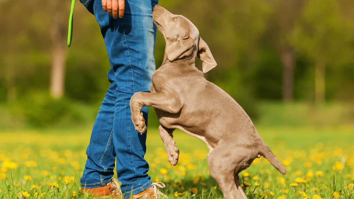 Ignoring a New Dogs PersonalityNeeds chris mueller via Getty Images