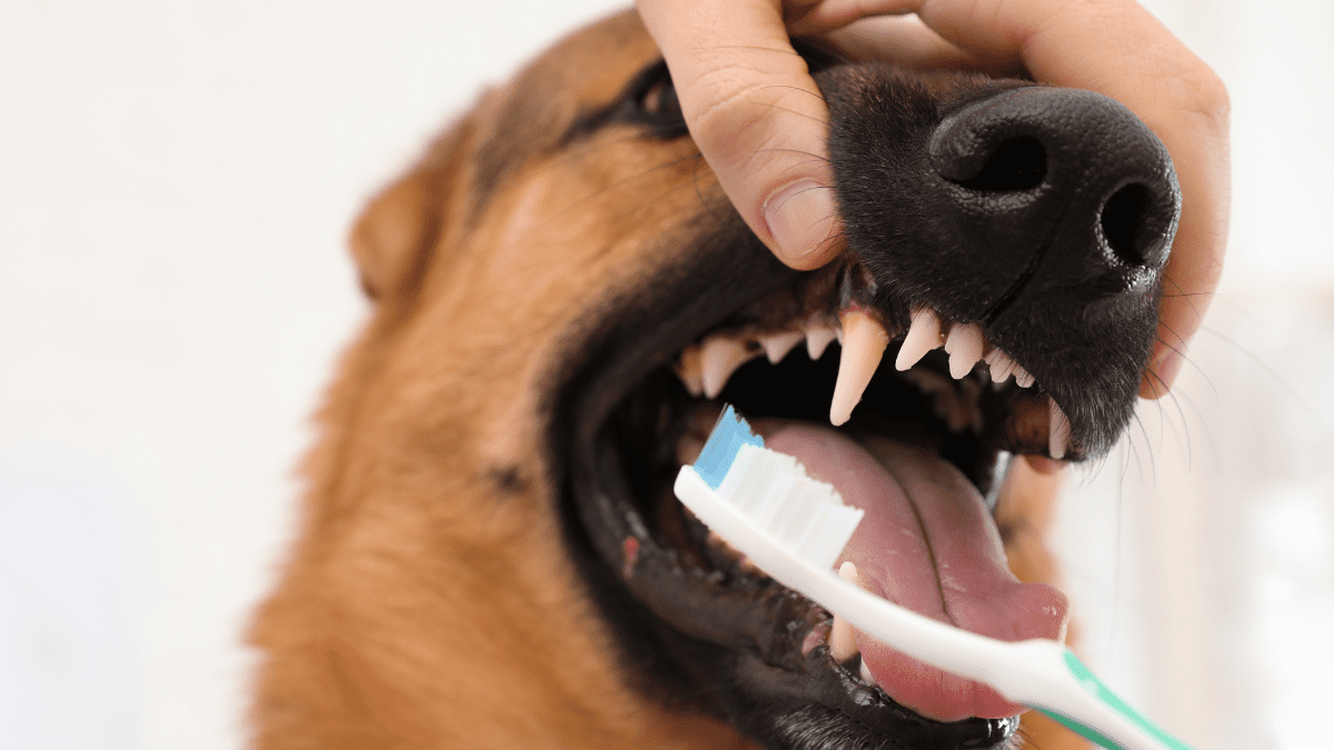 Ignoring dental hygiene Africa images