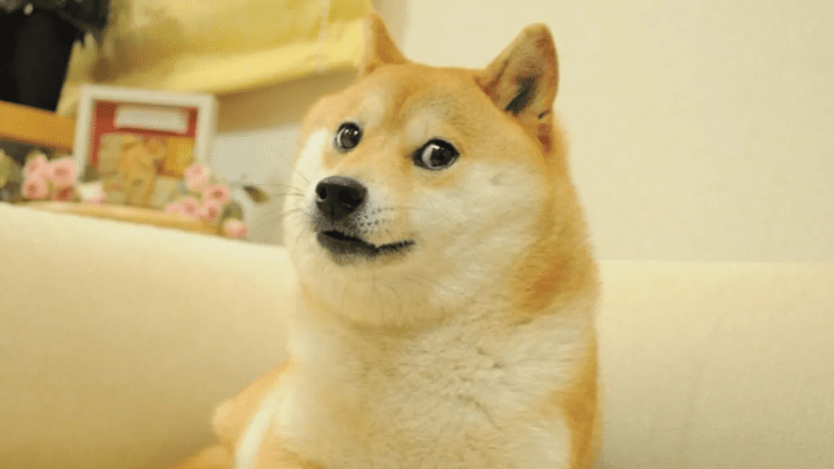 Kabosu