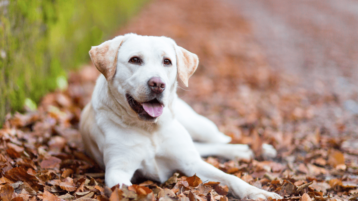 Labrador Retriever