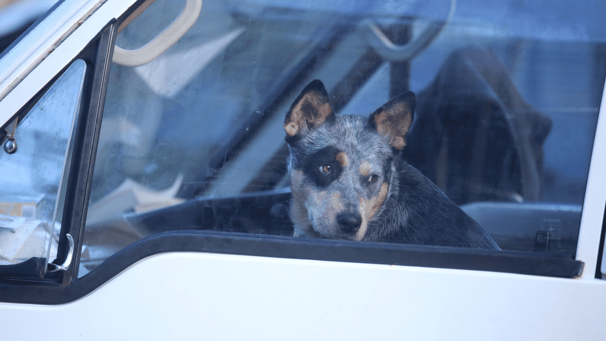 Leaving dogs in hot cars Peter Schaefer