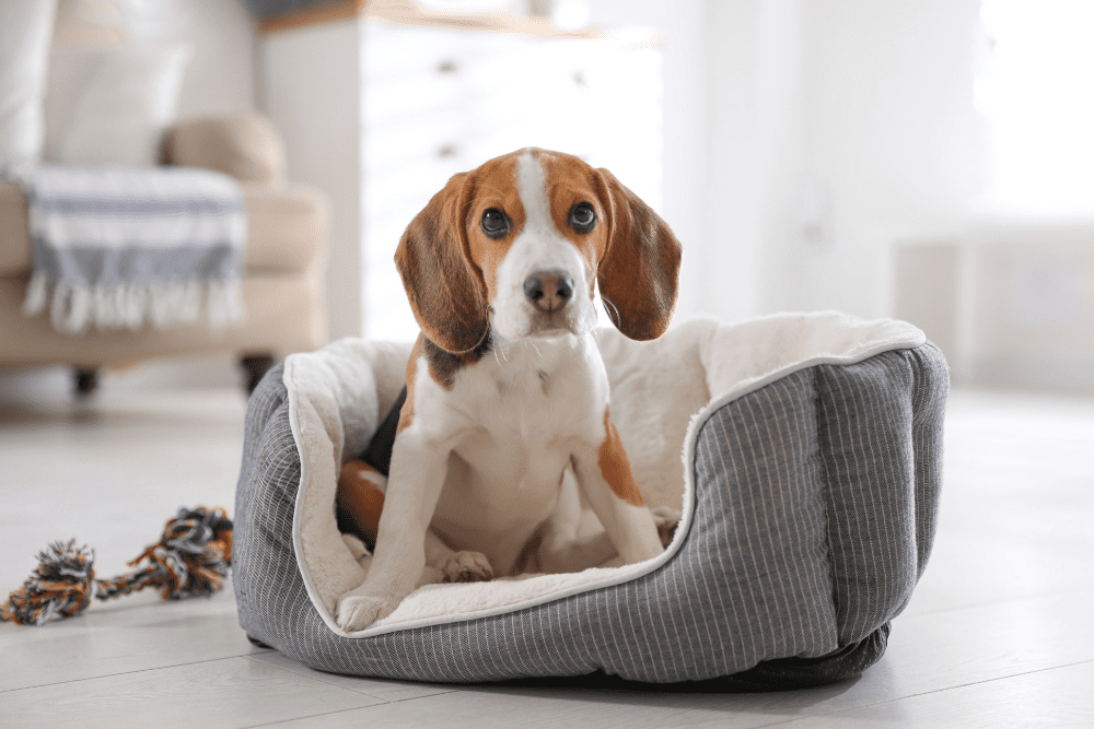 Make Your Home Comfortable for the New Pet