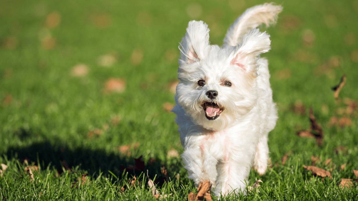 Maltese