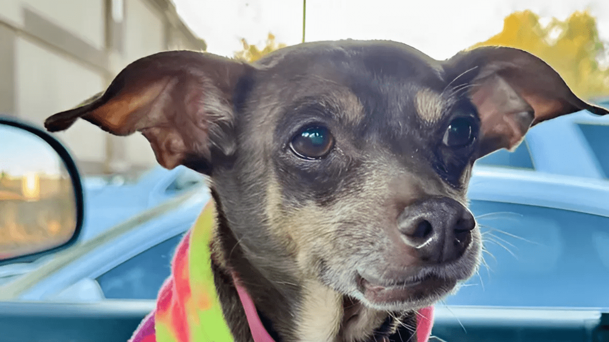 Miracle Reunion Man Found His Dog After Being Missing Since 2017 (1)