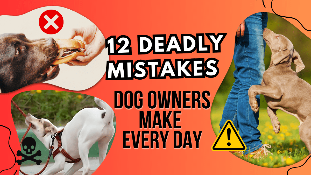 12 Deadly Mistakes Dog Owners Make Everyday