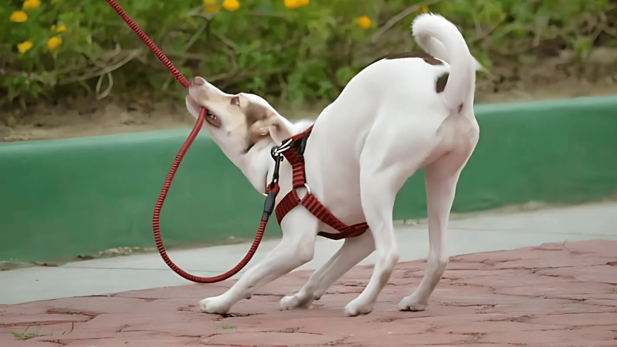 Not using a proper collar or harness Queenie Anne Pabroa
