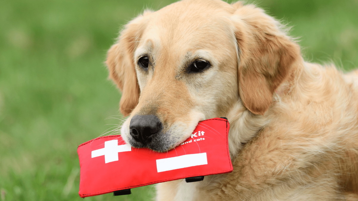 Pet emergency kit