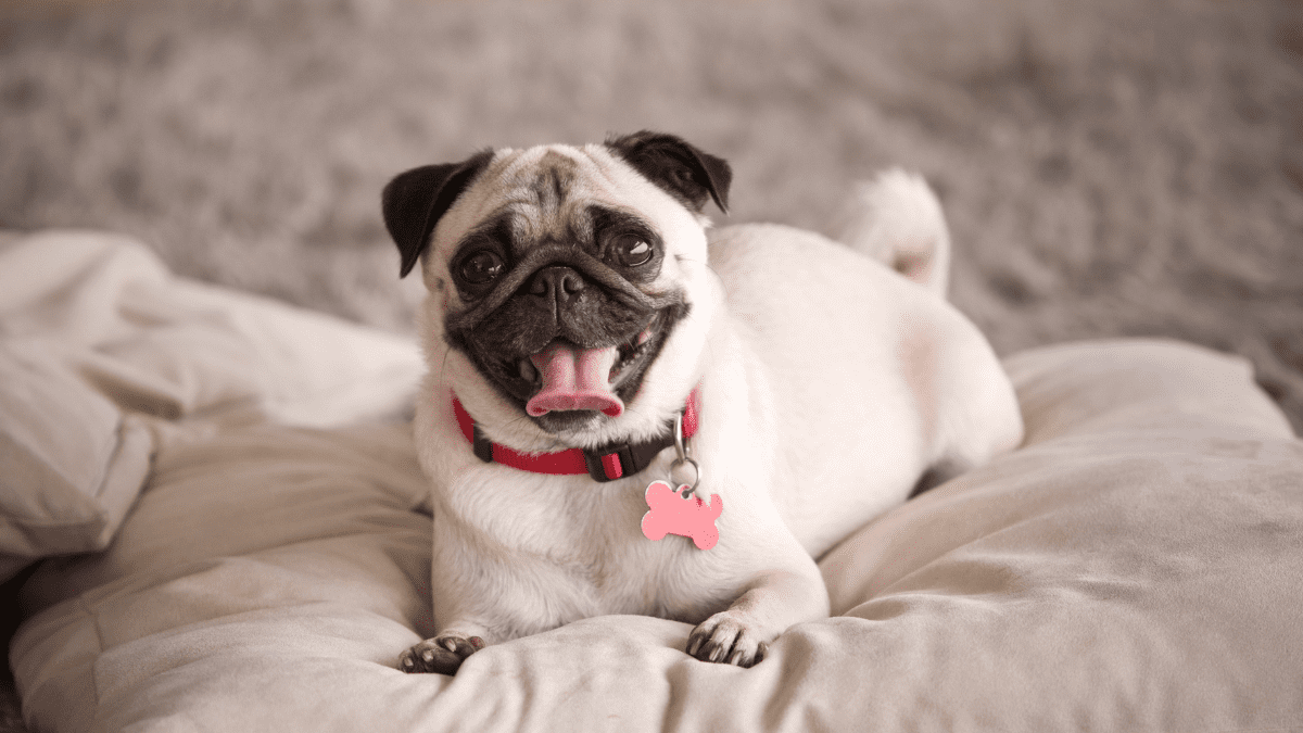Pug