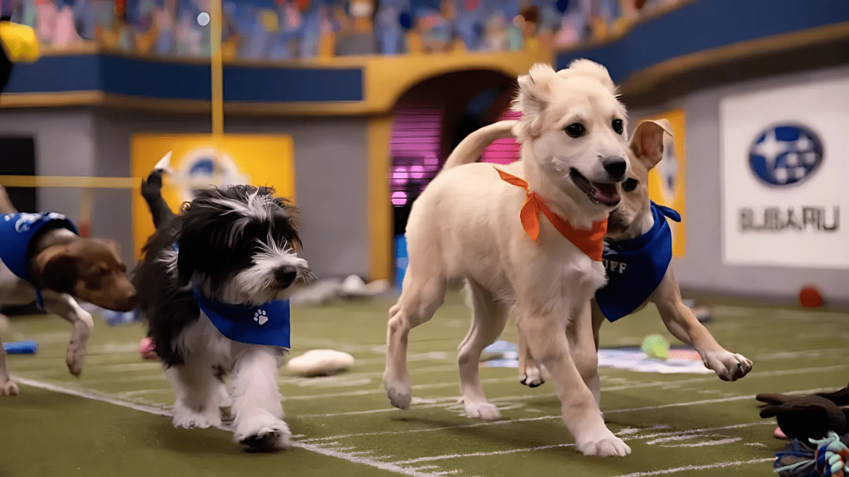 Puppy Bowl XXI The Ultimate Guide to Super Bowl Sunday’s Cutest Event