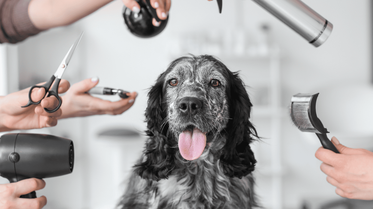 Relying on groomers to handle hygiene pixelshot 1