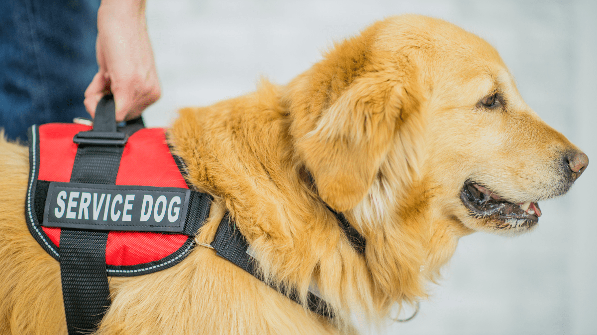 Service dog