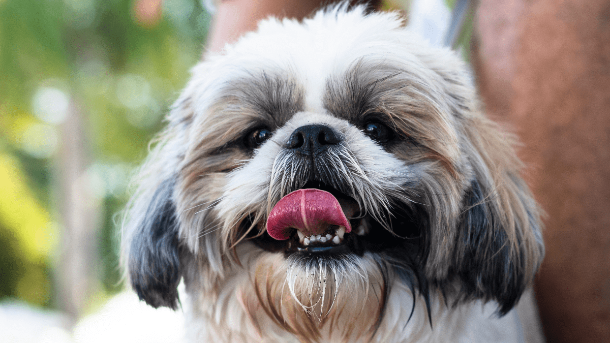Shih Tzu