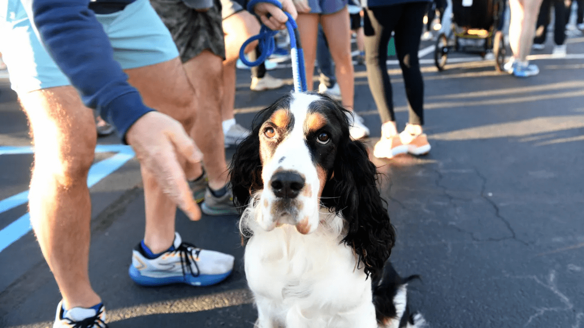 Spartanburg Starts the Year Strong with ‘Hair of the Dog’ Fun Run
