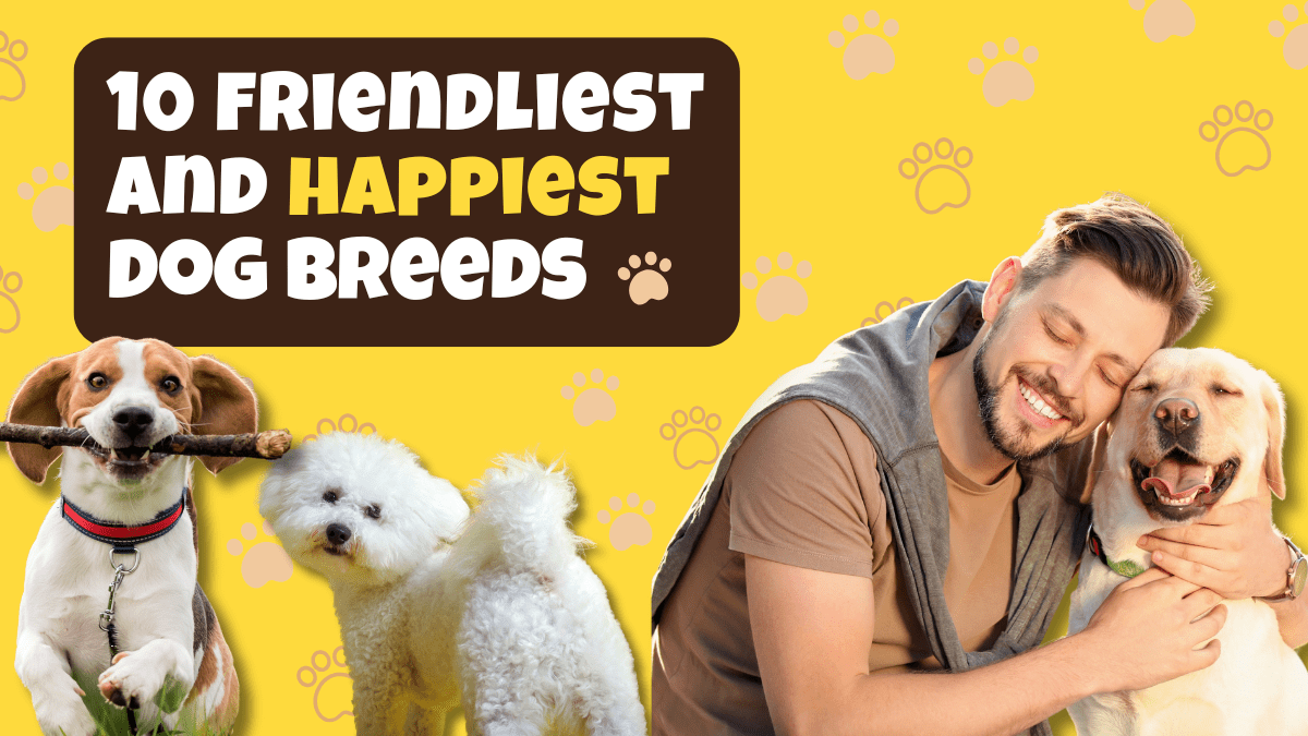 Top 10 Friendliest and Happiest Dogs