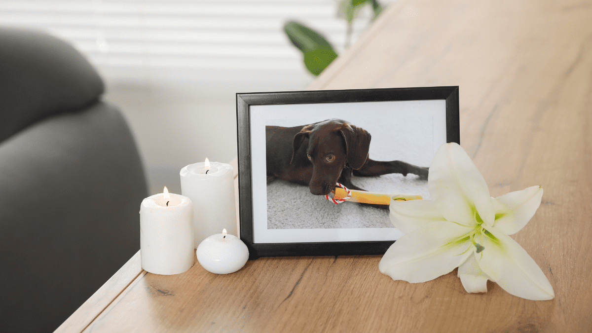 When Pets Cross the Rainbow Bridge How to Help Someone Cope