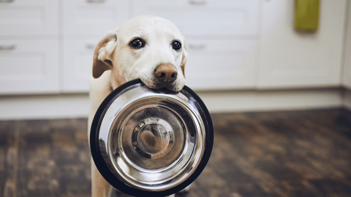 Dog asking for more treats