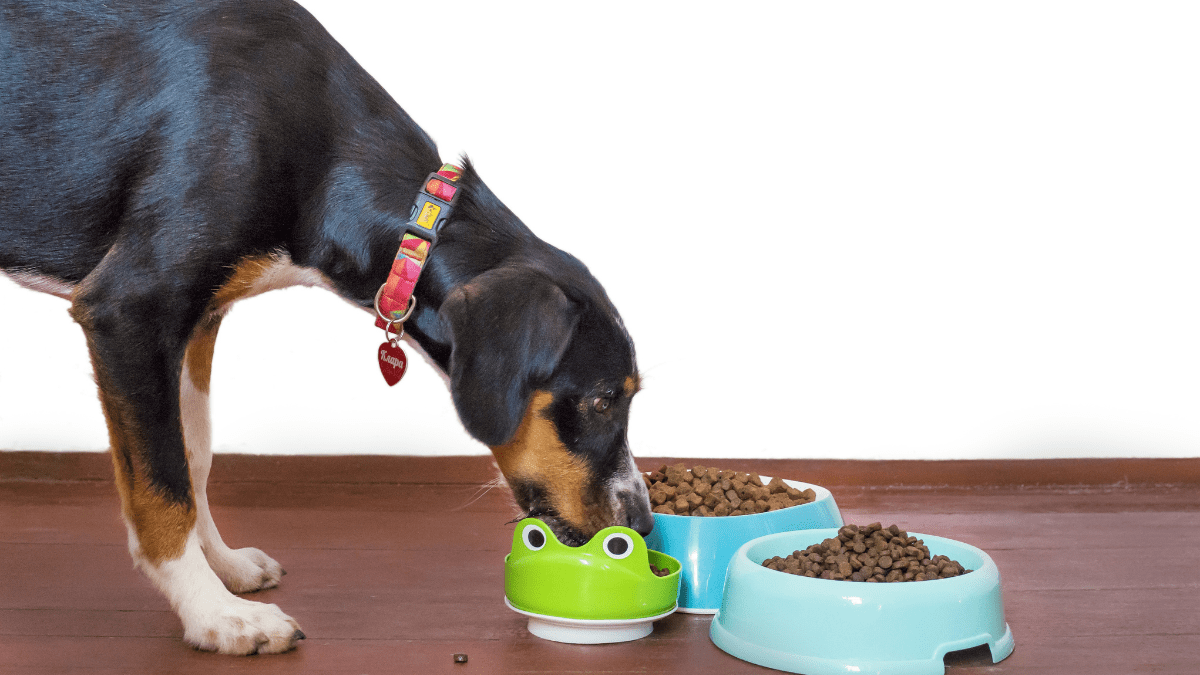 Dog eating dog food