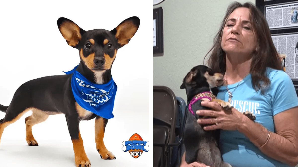 Meet Violet The Pup Vying for Lombarky Trophy in 2025 Puppy Bowl