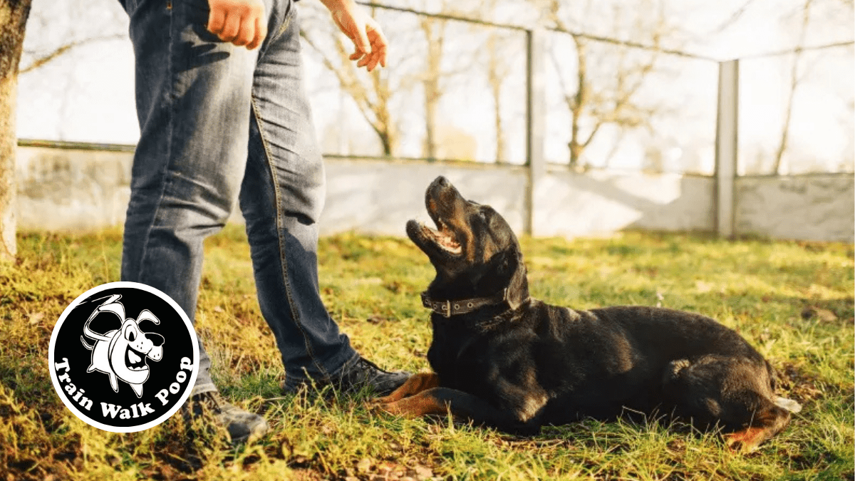 Salt Lake City’s New 3-Step Dog Training Unlocks Good Pup Behavior