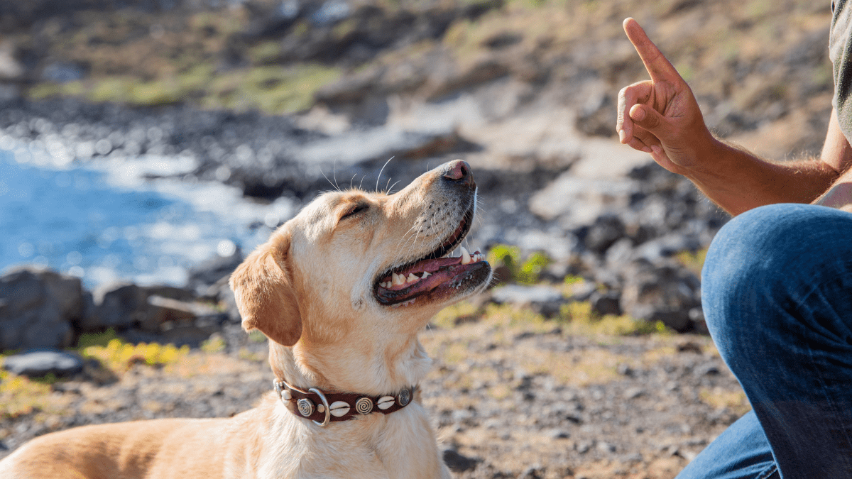 Teaching a dog a command