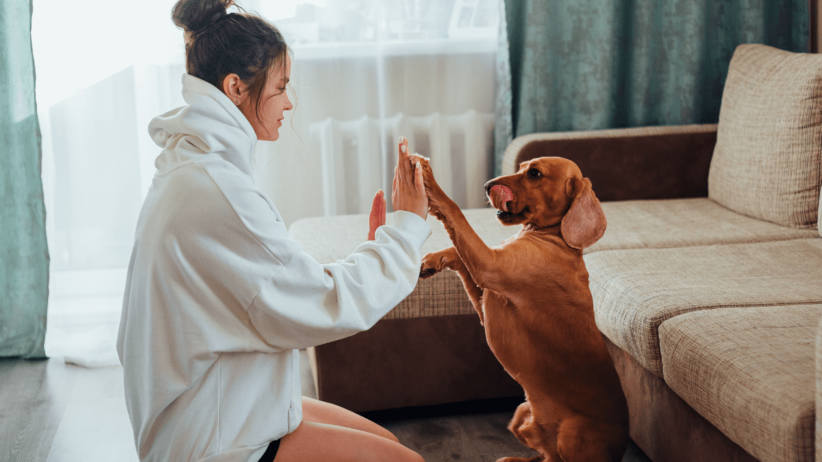 Training a dog at home