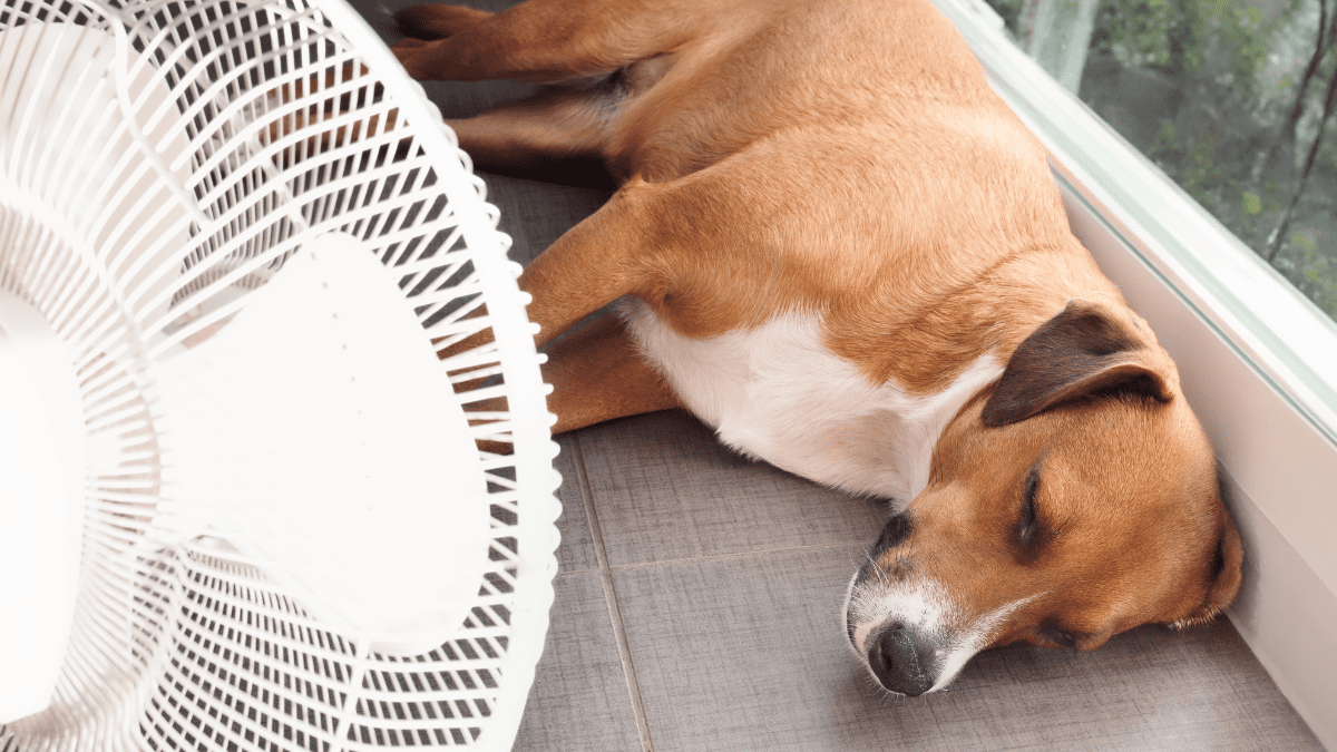 1. Heatstroke