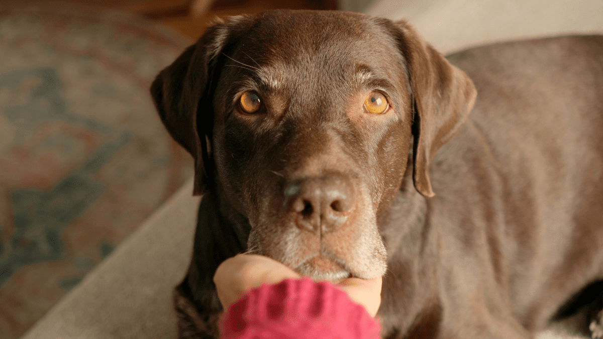10. Assess Your Dogs Condition