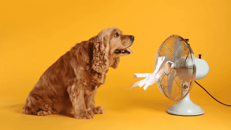 The 10 Summer Dangers Every Dog Owner Should Know About