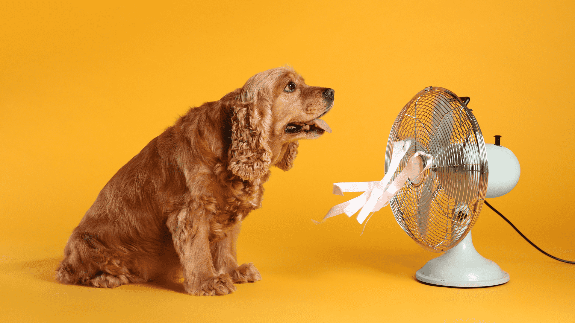 The 10 Summer Dangers Every Dog Owner Should Know About