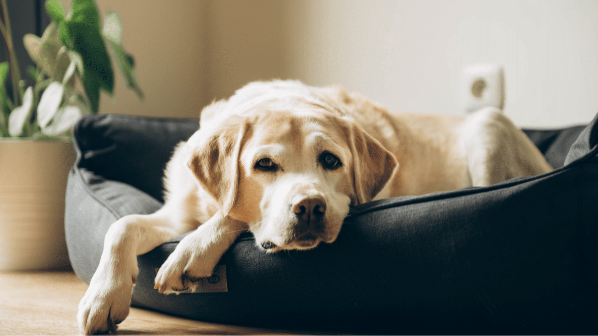 3. Create a Comforting Space For Them
