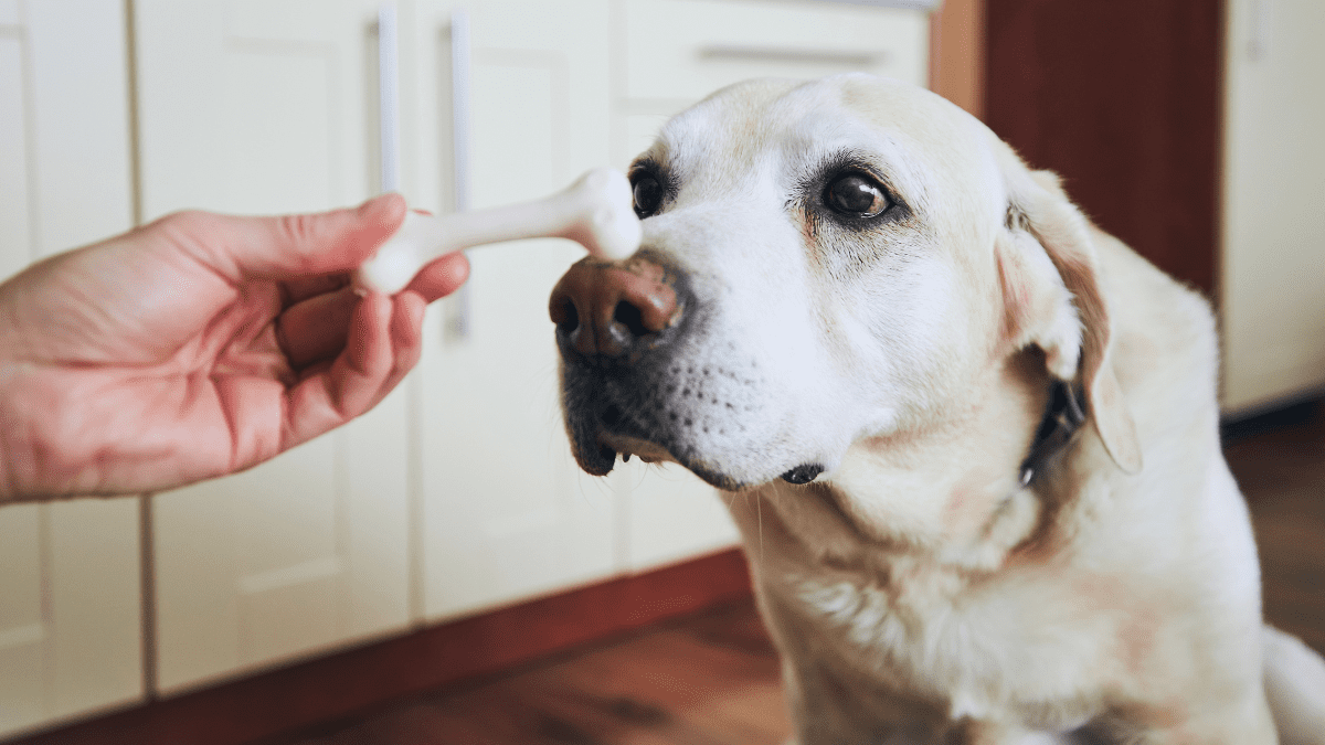 4. Offer Their Favorite Treats