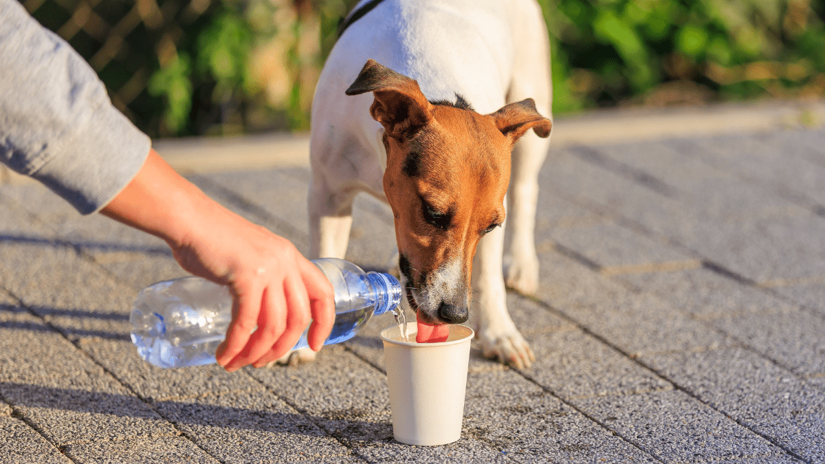 5. Dehydration