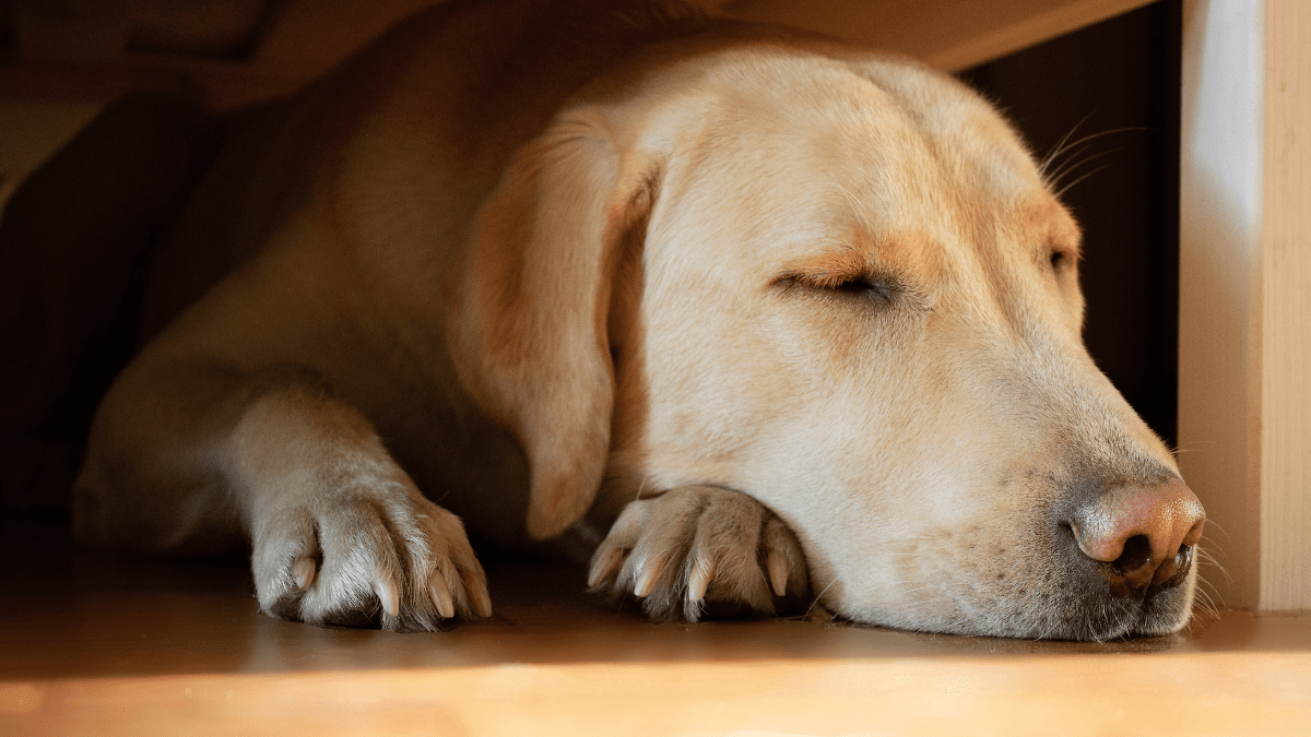 7. Give Your Dog The Space They Are Asking For