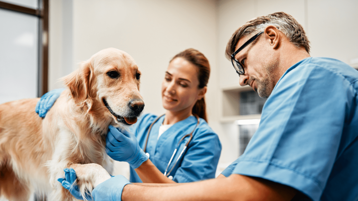 9. Medical Assessment
