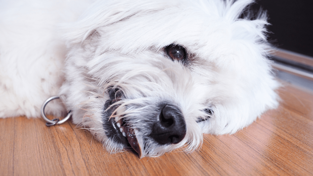 9. Pale Gums and Cold Paws 1