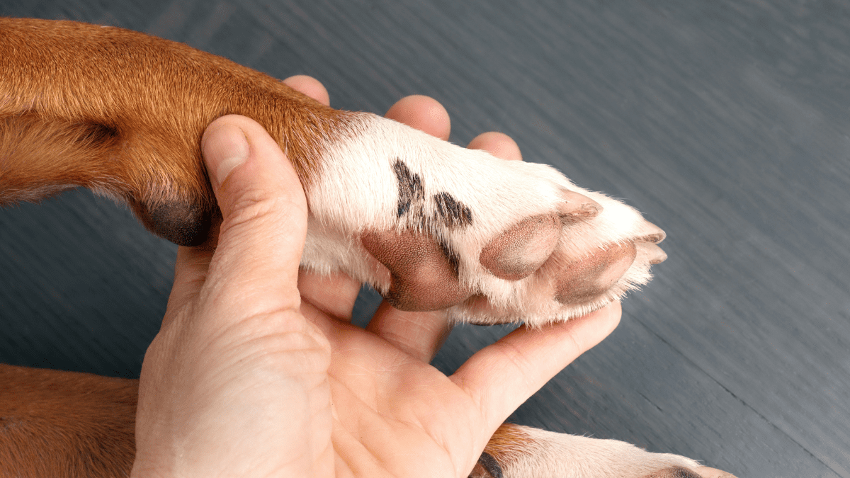 9. Pale Gums and Cold Paws