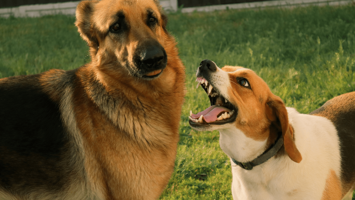Aggressive Behavior