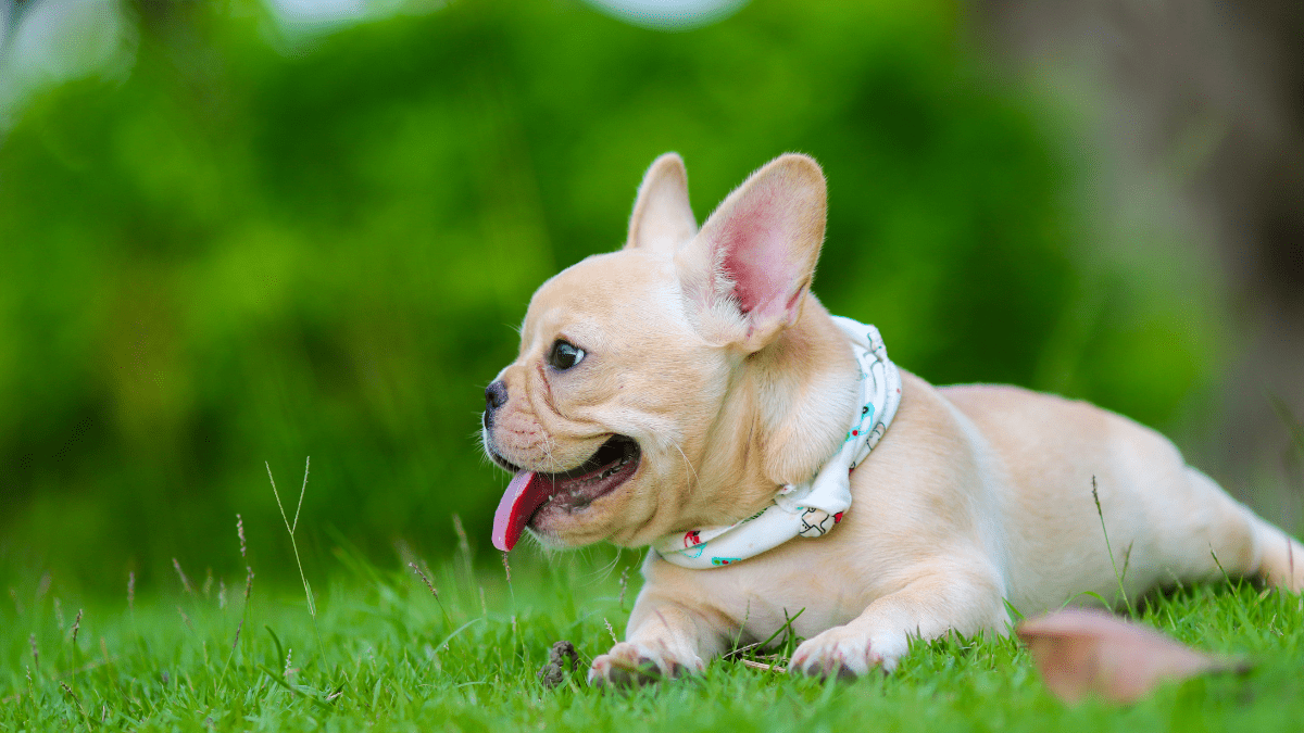 Be Extra Careful with Flat-Faced Dogs