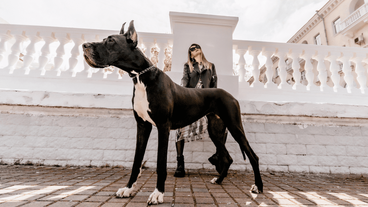 Being a Large Dog Breed