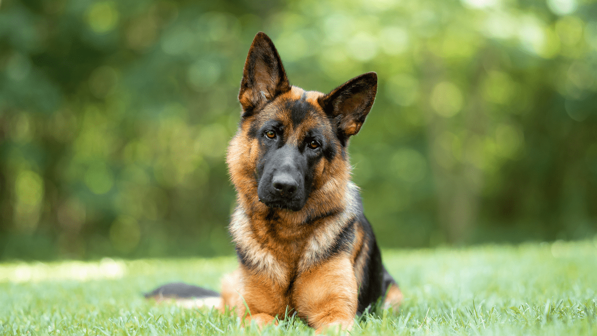 Being a Purebred Dog