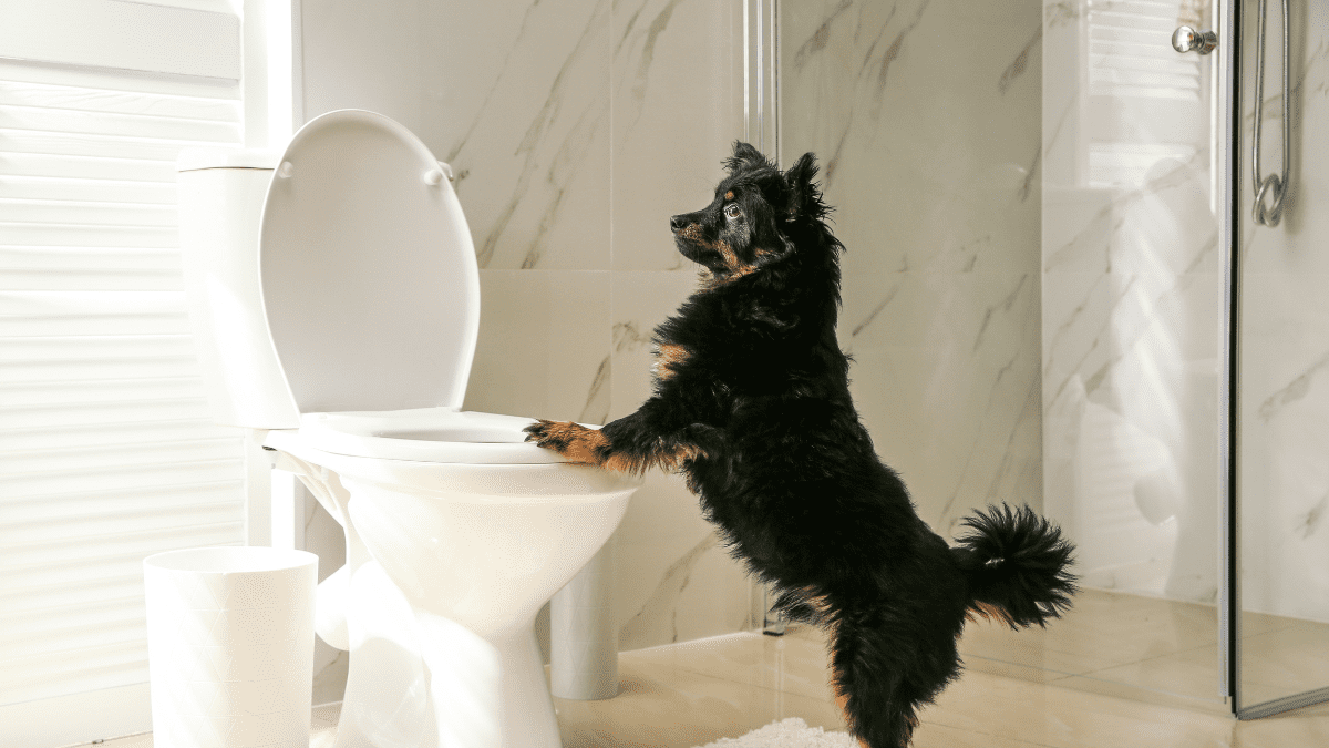 Cleaning Products